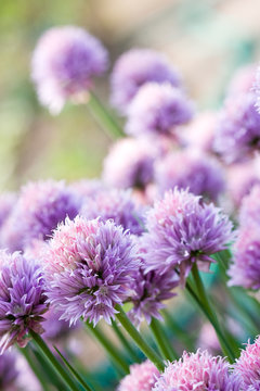 Fototapeta Chive Purple flower