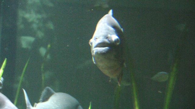 Piranha