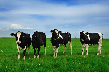 Foto op Plexiglas Koe koeien op landbouwgrond