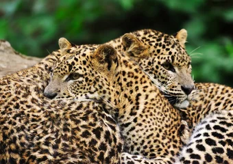 Foto op Canvas Sri Lanka Leopard © Eric Gevaert
