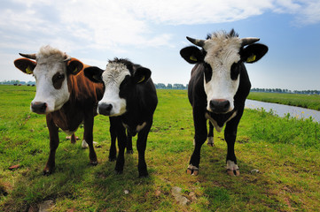cows on farmland