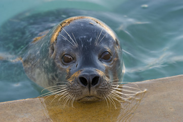 Fototapeta premium Pieczęć portu