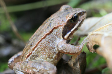 frog
