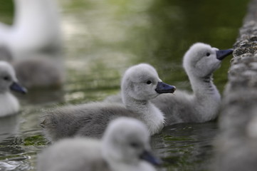 Schwan Küken