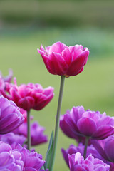 pink and violet tulips