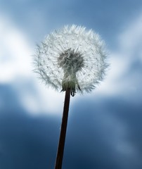 Close up of a dandelion against the blue sky.