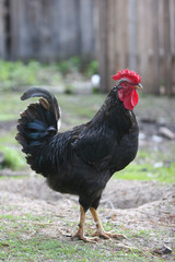 varicoloured cock searching for food open country field