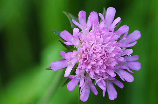 Fototapeta lila blume