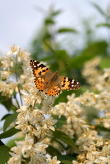 farfalla su ramo di deutzia