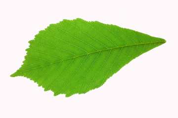 leaf