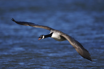 canada goose portrait