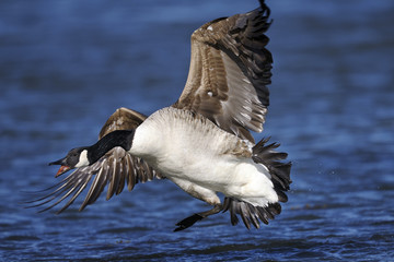 canada goose portrait