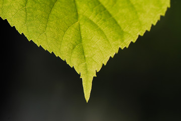 green foliage