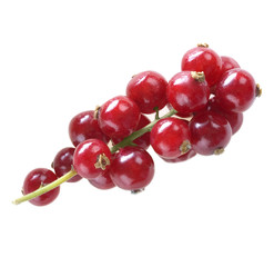 red currant