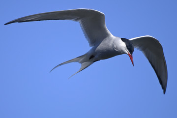 common tern portrait