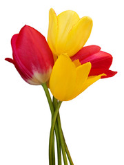 Flowers tulips a bouquet