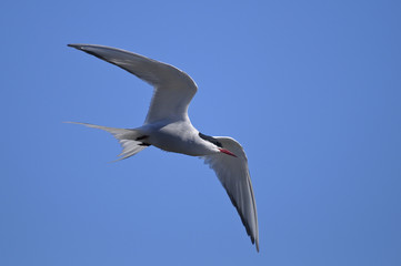 common tern portrait