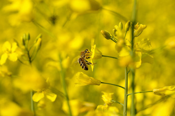 Bee in an oilseed rape field