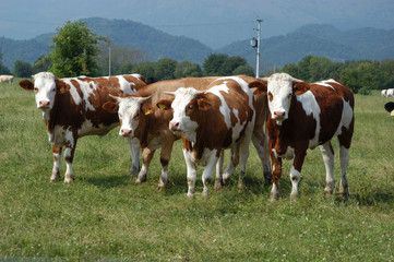 Fototapeta na wymiar Grupy krów - Sequals Friuli