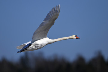 mute swan portrait