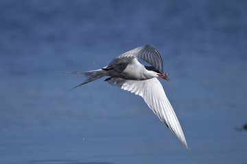 common tern portrait