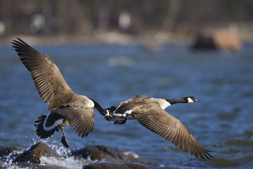 canada goose portrait