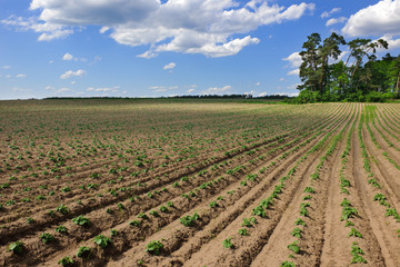 Fototapeta na wymiar Farmland filled with potato plants