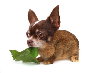 rabbit or chihuahua