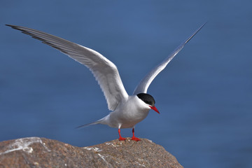 arctic tern portrait