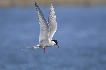 arctic tern portrait