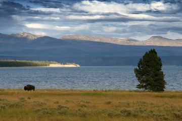 YELLOWSTONE PARK,WYOMING_USA