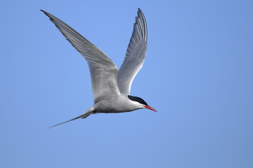 Fototapeta na wymiar arctic tern portrait