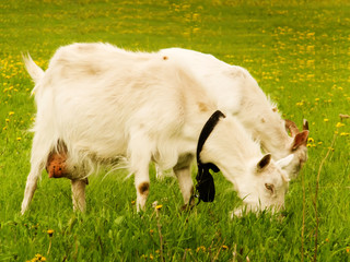 Obraz premium Goats on a pasture