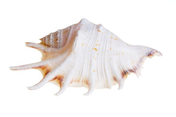Shell