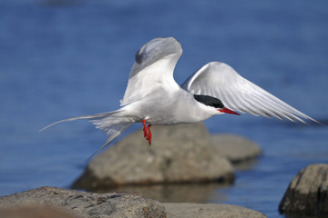 common tern portrait