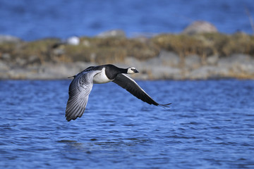 barnacle goose portrait