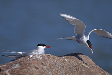 arctic tern portrait