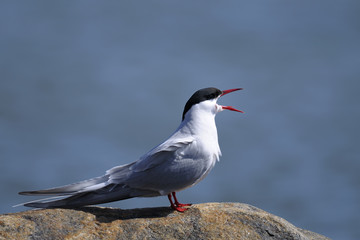 common tern portrait