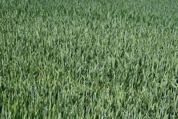 Field with green wheat