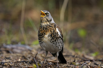 fieldfare portrait