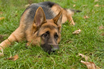 Sad moscow sheepdog.