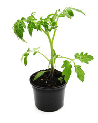 tomatoe plant