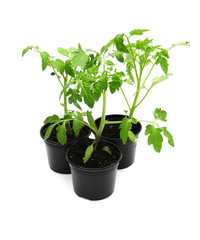 Three tomato plants