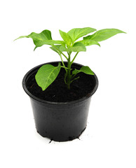 Pepper plant