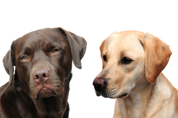 labradors