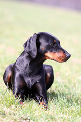 Obraz premium Brandlbracke