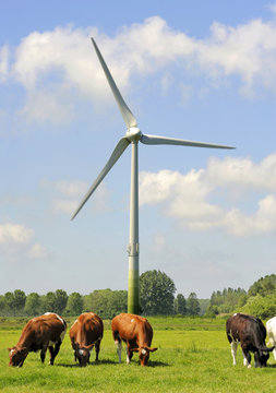 wind turbines and Dutch cows