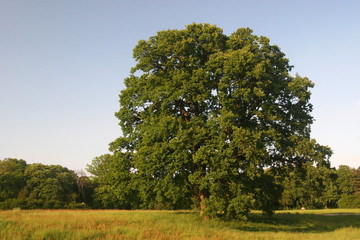 Fototapeta premium Freihstehende Eiche auf Wiese
