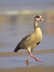 Pato salvaje en la playa
