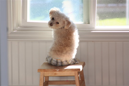 cute dog dressed up